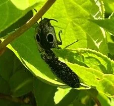 Beetles as Pollinators