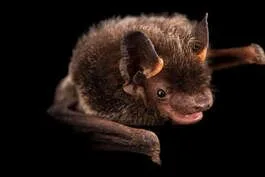 Bat Week, October 24 - October 31