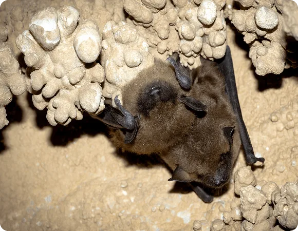 Two Big Brown Bats tucked into a crevice in a cave.
