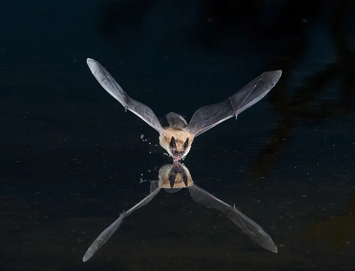 Big Brown Bat flying in the dark.