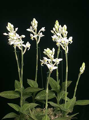Black Jewel Orchid
