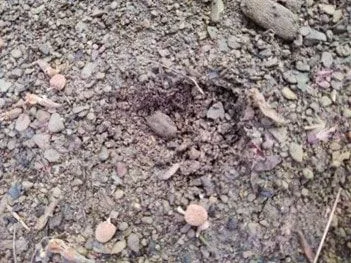 Stories from the Field: Salamander Surveys in Southeast Ohio