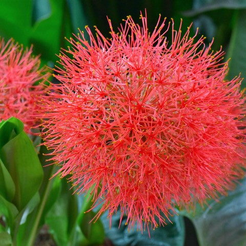 Blood Lily