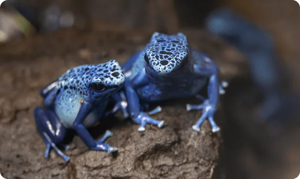 Front-facing image of two Blue Poison Dart Frogs siting on the edge of a rock..