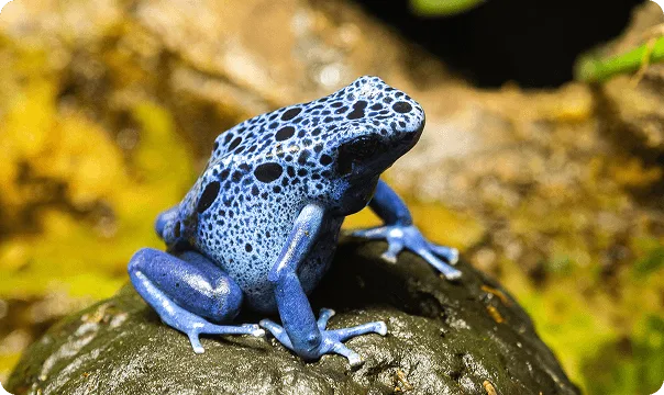Blue Poison Dart Frog sitting on a round rock.