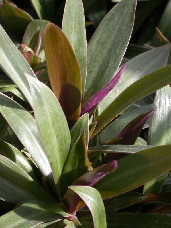 Boat Lily