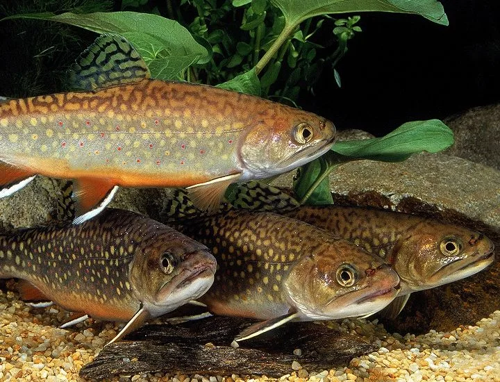 Four Brook Trout swimming.