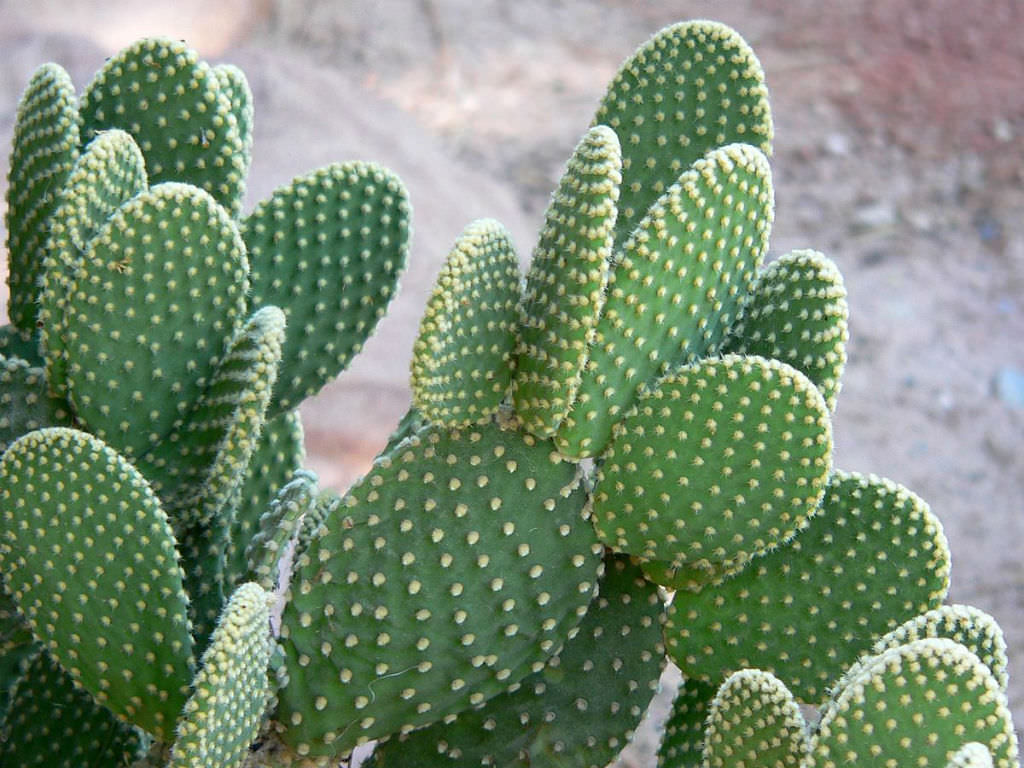 Bunny Ears Cactus