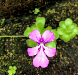 Butterwort