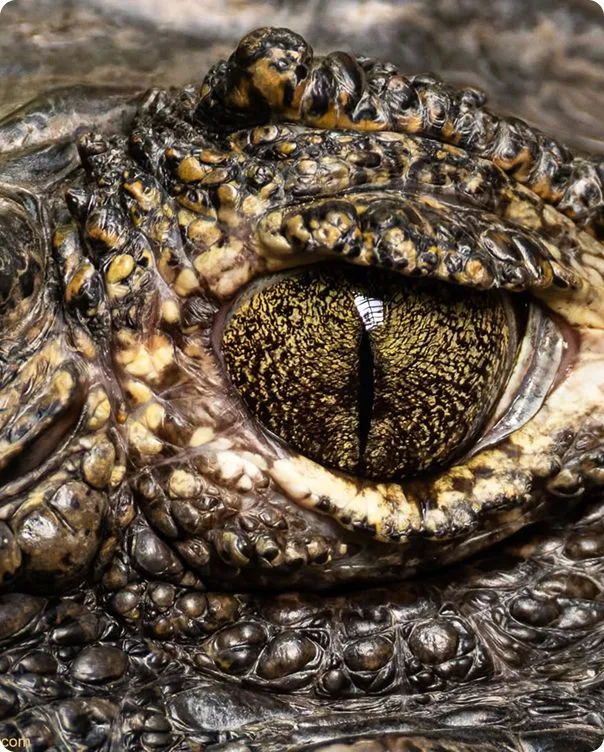 Yacare Caiman photo 1