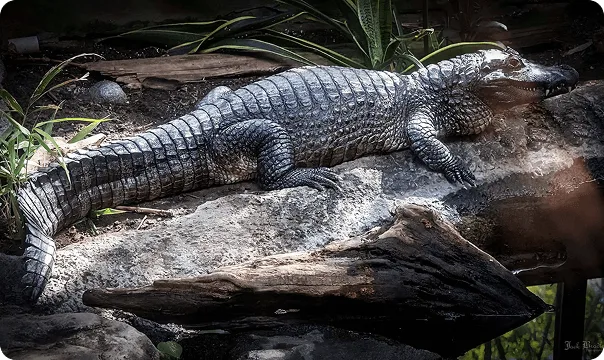 Yacare Caiman photo 2