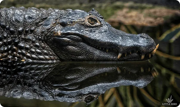 Yacare Caiman photo 3