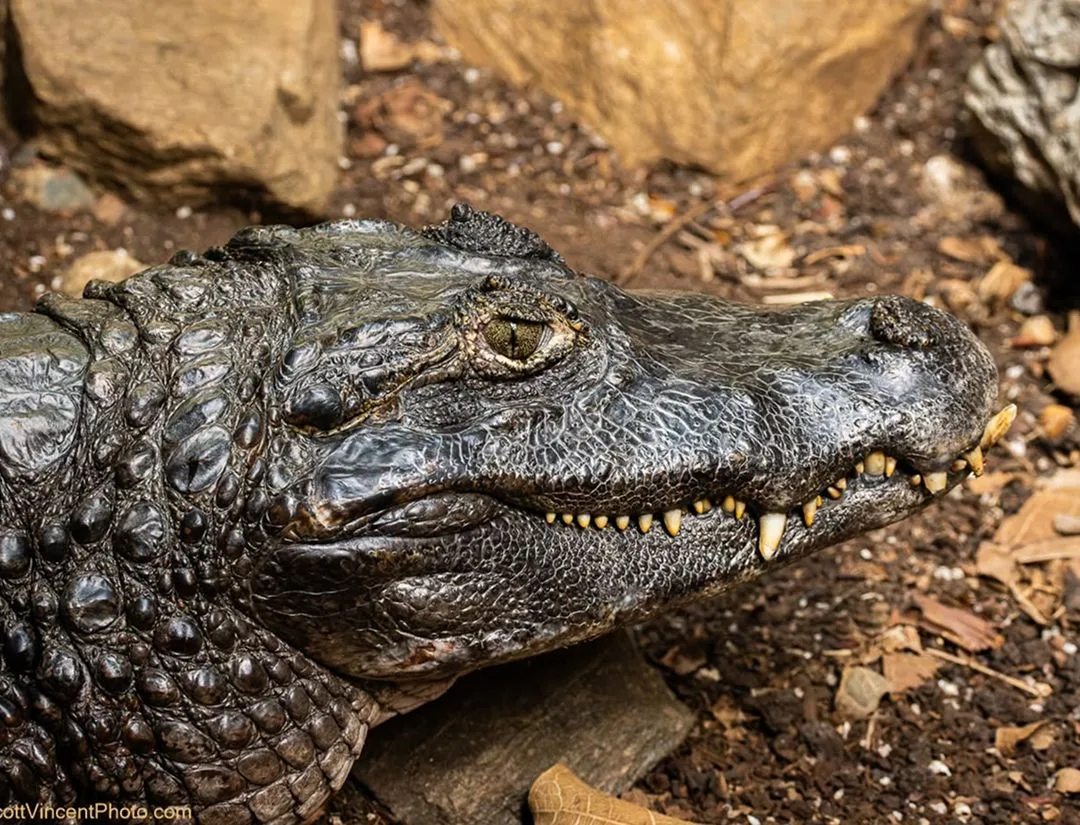 Yacare Caiman