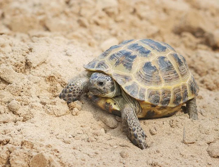 Central Asian Tortoise on the ground.