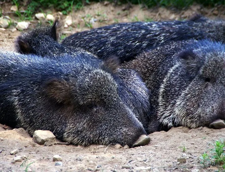 Two Chacoan Peccaries laying on the ground.