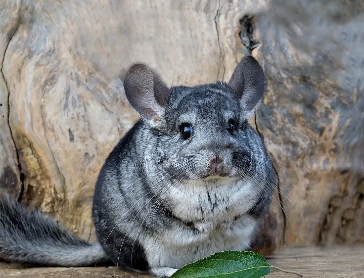 Front-facing image of a Chinchilla.