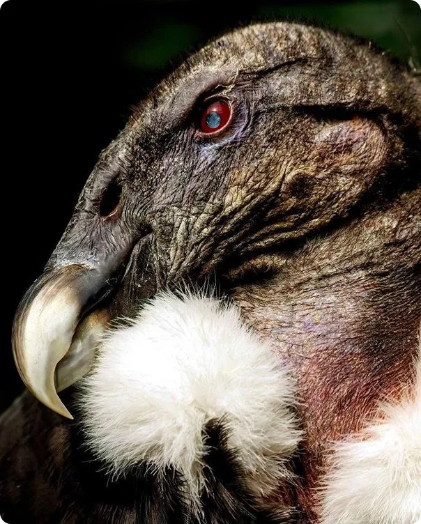Andean Condor facing the left.