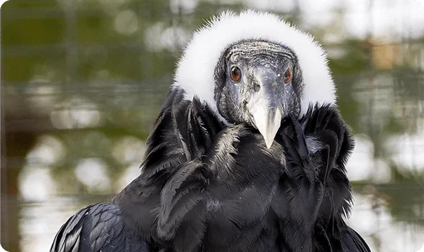 Front-facing view of an Andean Condor.