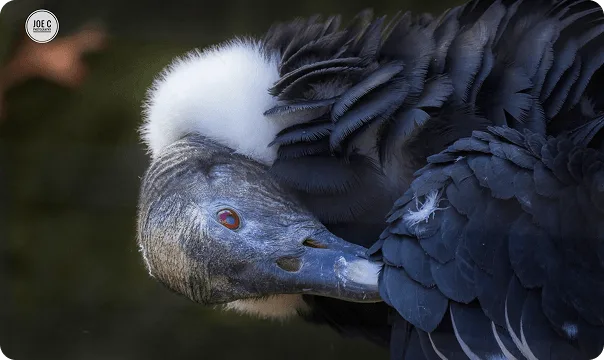 Andean Condor with its beak tucked into its wing.