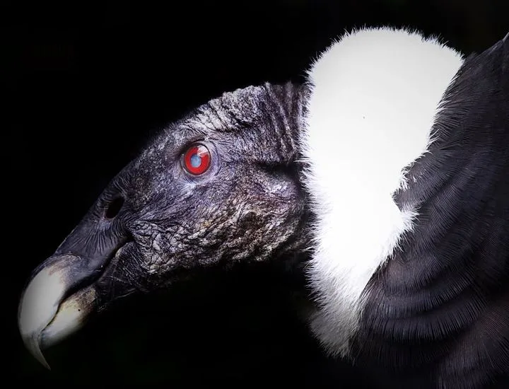 Side profile of an Andean Condor with a black background.