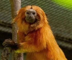 Connecticut's Beardsley Zoo Announces the Passing of Cricket, a Female Golden Lion Tamarin