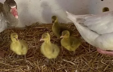 Connecticut's Beardsley Zoo Welcomes Historic Birth of Five Baby Cotton Patch Geese