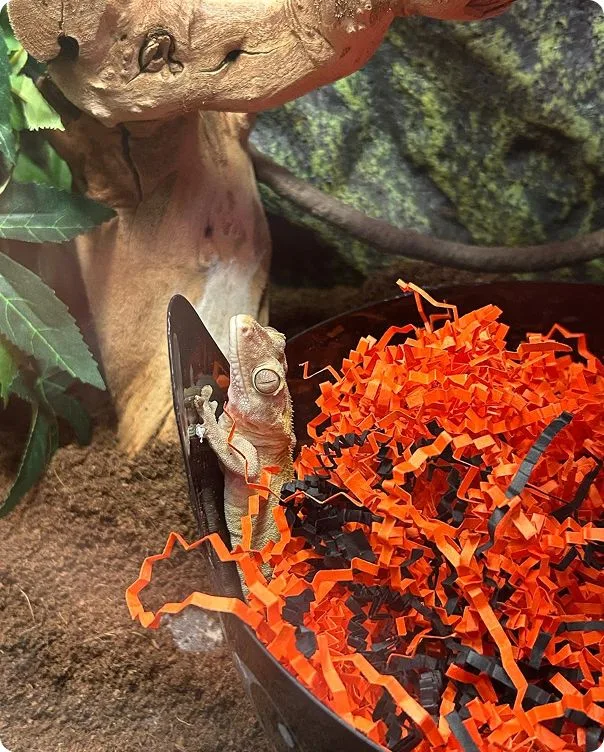Crested Gecko near a tree.