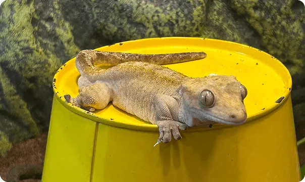 Crested Gecko on a yellow bucket.