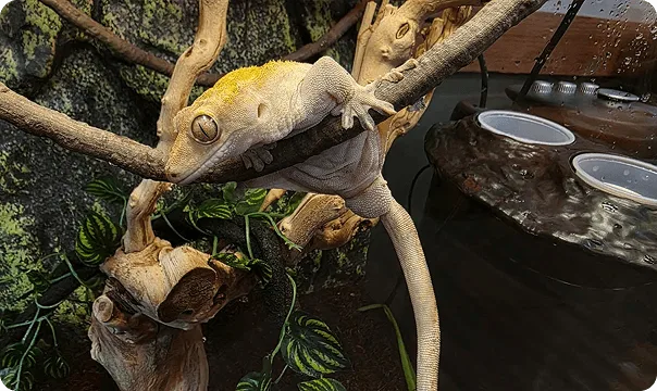 Crested Gecko hanging on a branch.