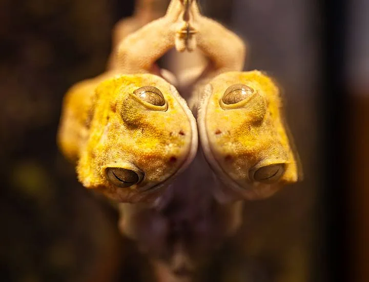 Crested Gecko climbing a reflective surface.