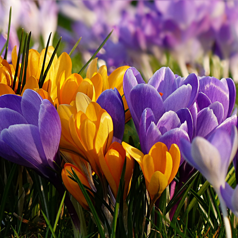 Crocus