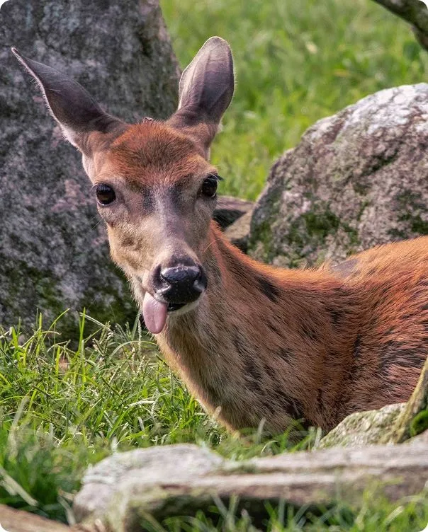 White-Tailed Deer photo 1