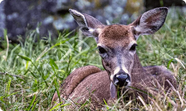 White-Tailed Deer photo 2