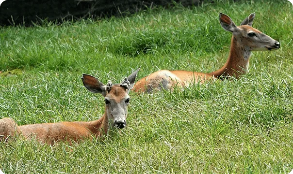 White-Tailed Deer photo 3