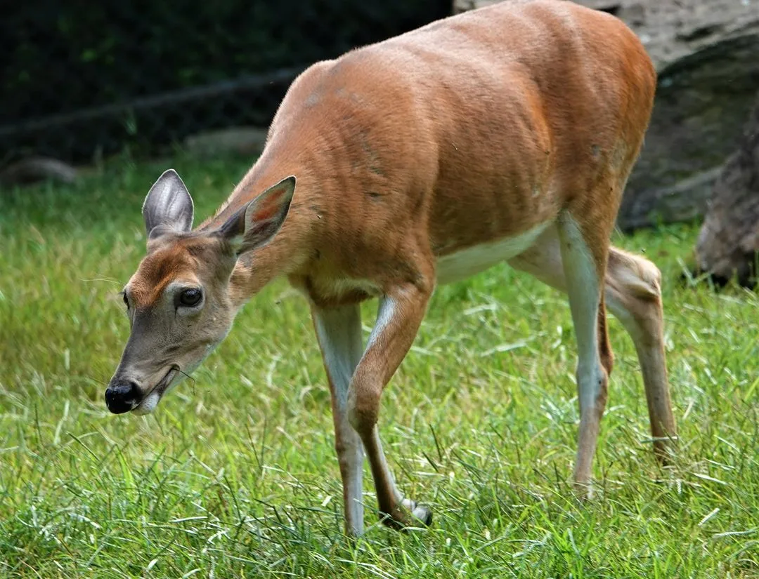 White-Tailed Deer