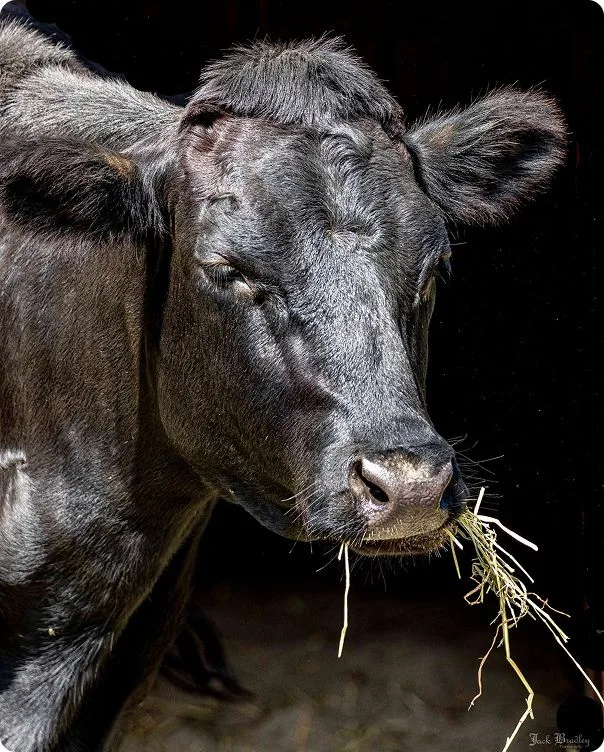 Front-facing image of a Dexter Cow eating hay.