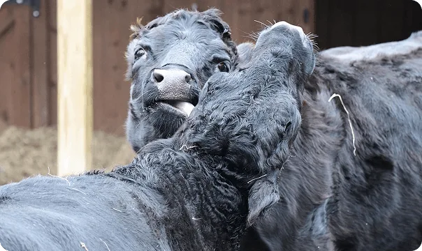Two Dexter Cows with one licking the other.