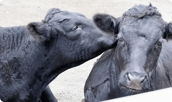Two Dexter Cows with one sniffing the other's ear.