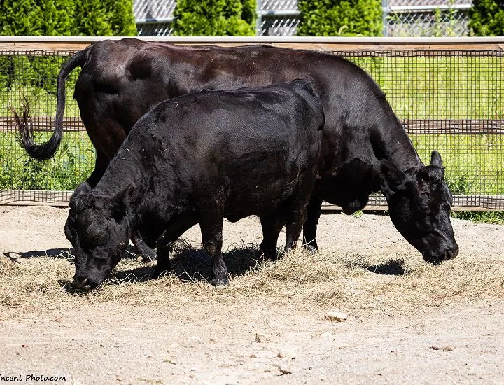 Two Dexter Cows grazing in a fenced in area.