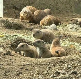 Connecticut's Beardsley Zoo Celebrates Mother's Day with Adorable Prairie Dog Pups