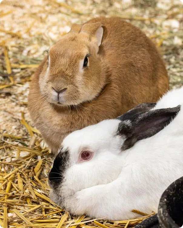 Two Domestic Rabbits sitting in straw.