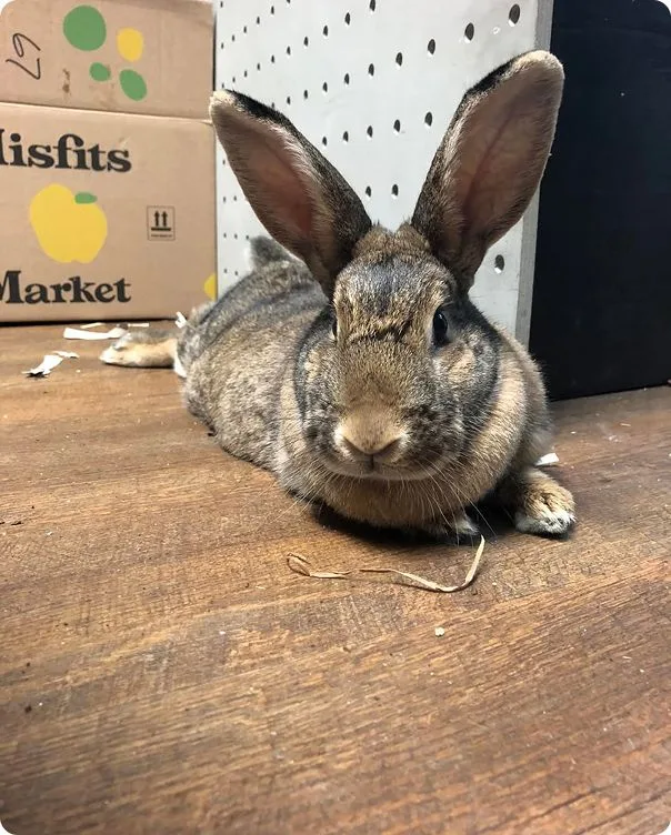Domestic Rabbit laying on the floor.