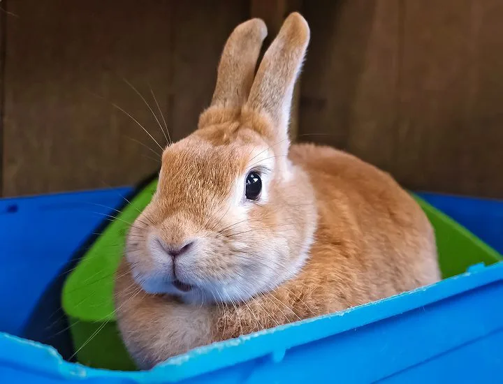 Tan-colored Domestic Rabbit sitting.