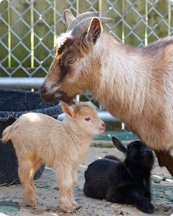 Nigerian Dwarf Goat photo 1