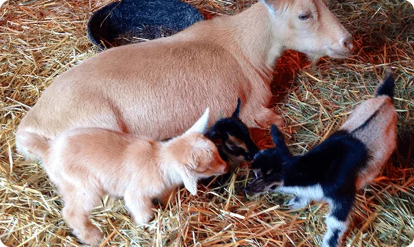 Nigerian Dwarf Goat photo 3