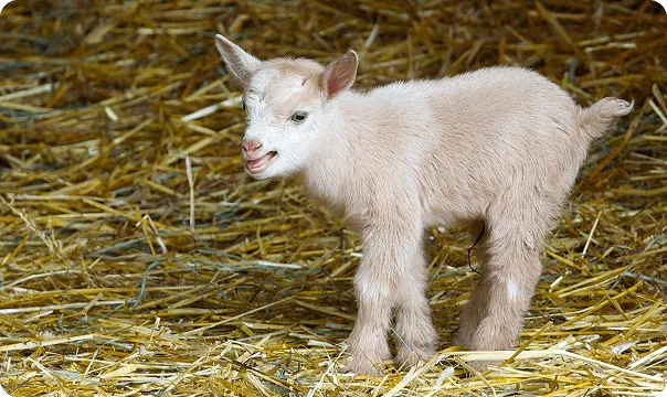 Nigerian Dwarf Goat photo 2