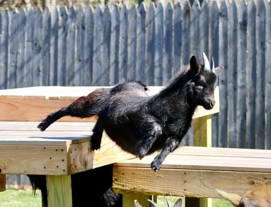 Nigerian Dwarf Goat