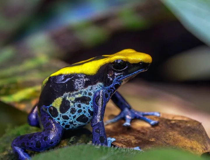 Dyeing Poison Dart Frog sitting on a rock facing to the right.