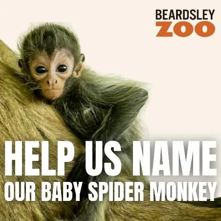 IT'S A GIRL! CONNECTICUT'S BEARDSLEY ZOO ANNOUNCES GENDER REVEAL AND NAMING CONTEST FOR BABY BLACK-HANDED SPIDER MONKEY