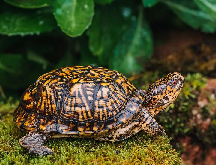 Eastern Box Turtle on a mossy rock. 